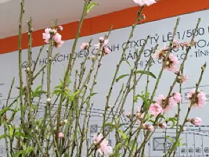 Duc Thanh Cultural House