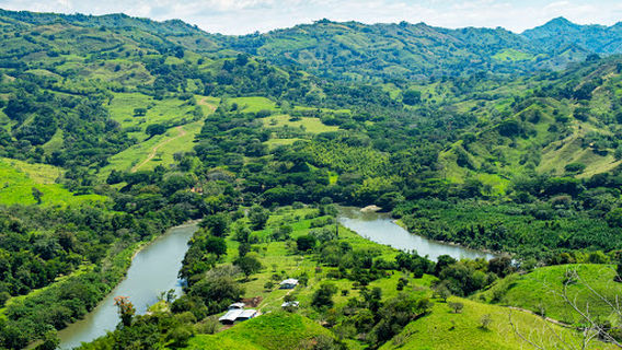 Pereira