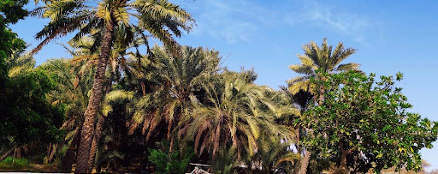 Madha, Oman Rolla Farms