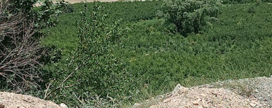 Nalaw نالاو