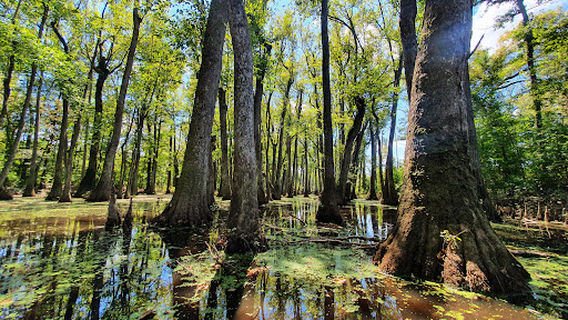 Cypress Swamp