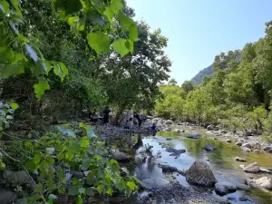 mahogany woodland غابة المهوقني