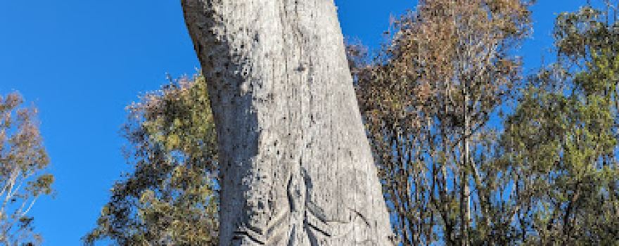 Aboriginal Carving Tree