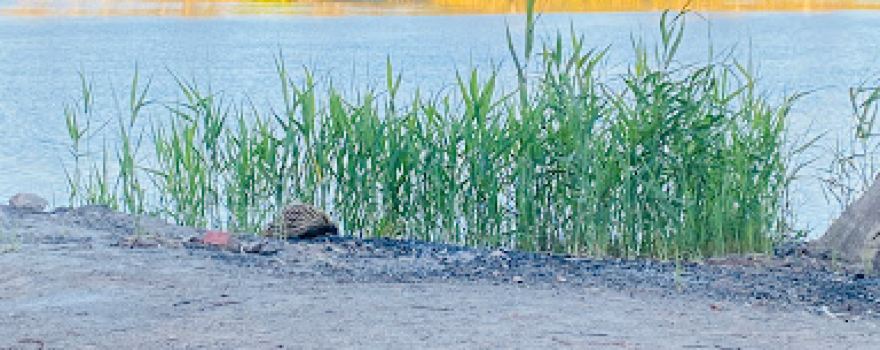 Swamp Hen Reserve
