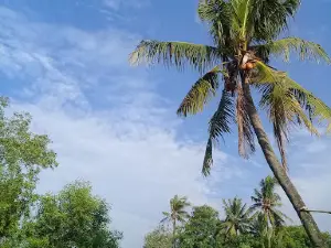 TUGU CANGKIR KRONJO