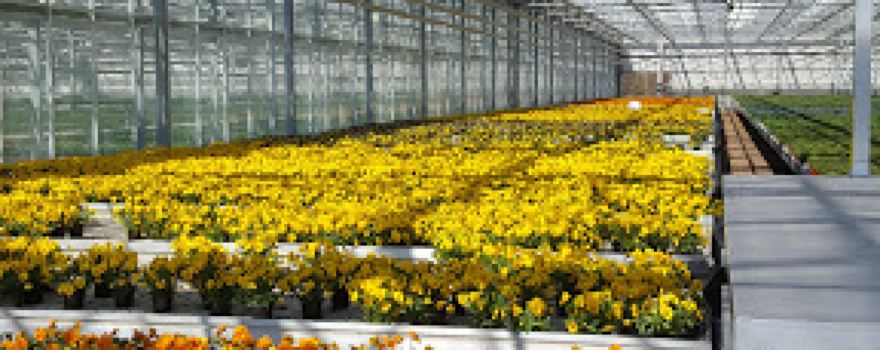 P.S. Horticulture GmbH