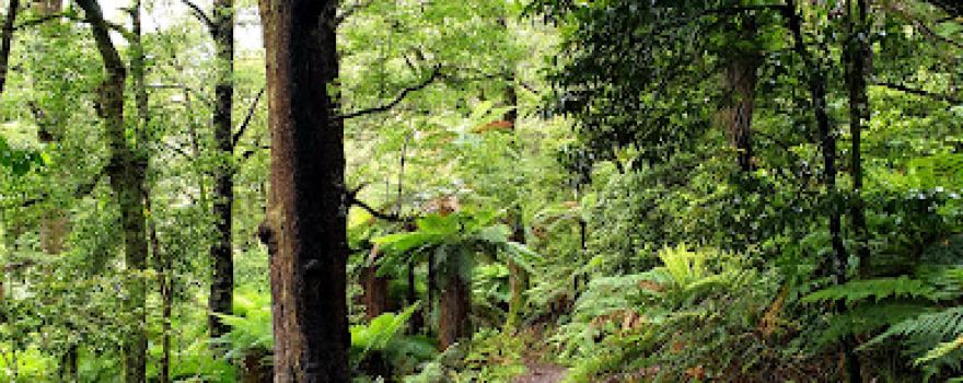 Lake Waikareiti trailhead