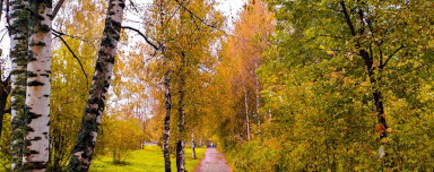 City Park