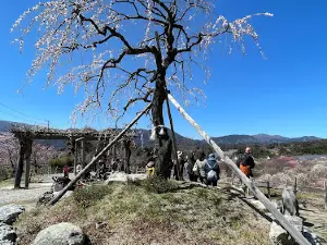 Inabe City Plum Grove Park