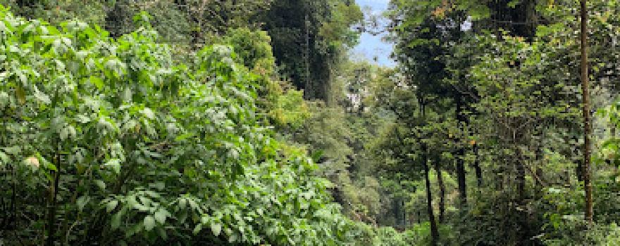 Situ Gunung Suspension Bridge