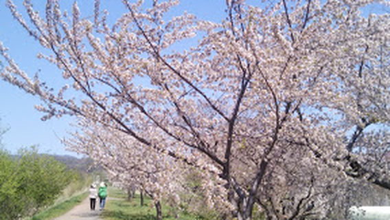 Yoichi River