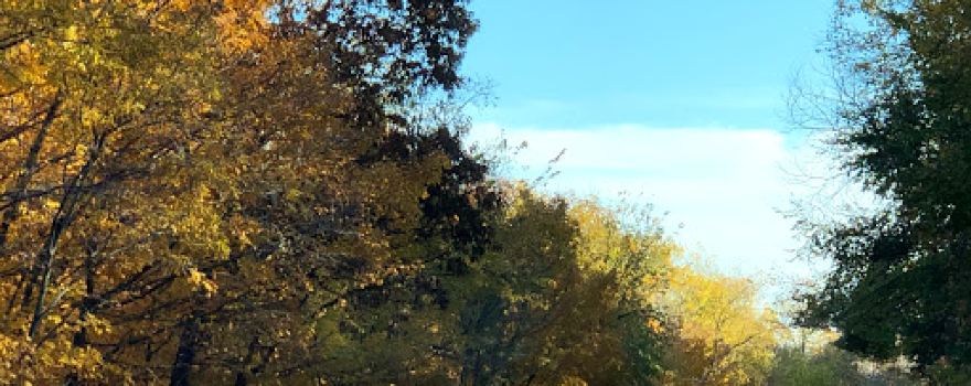 Bald Eagle Bluff Scientific and Natural Area (SNA)