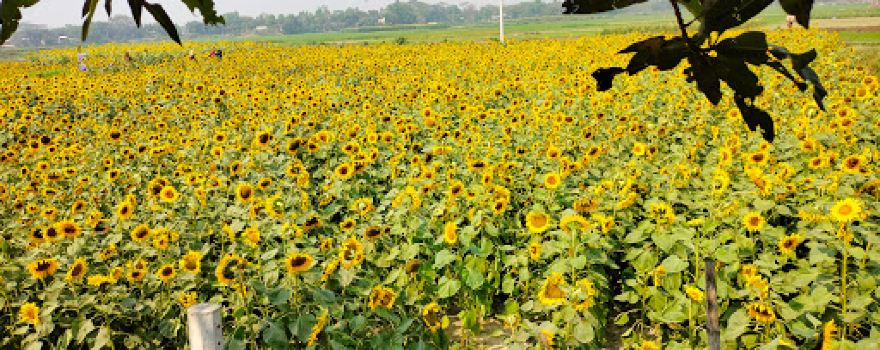 Sunflower Garden