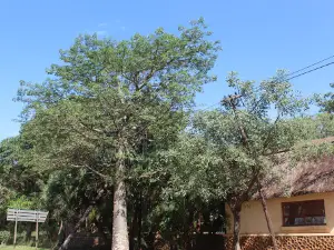 Thohoyandou Botanical Garden