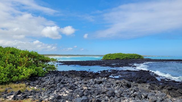 Баия Тортуга