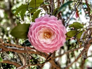 Alfred B. Maclay Gardens State Park