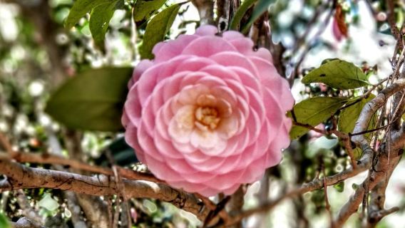 Alfred B. Maclay Gardens State Park