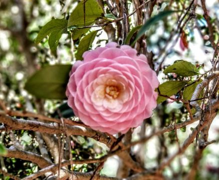 Alfred B. Maclay Gardens State Park