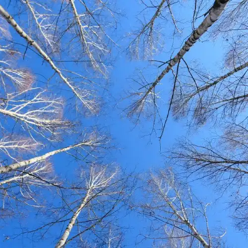 院垈裏白樺林