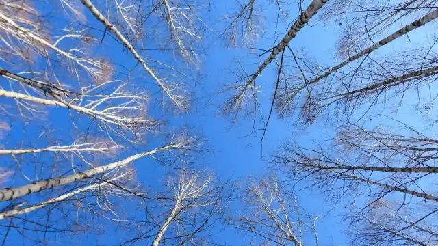 院垈裏白樺林