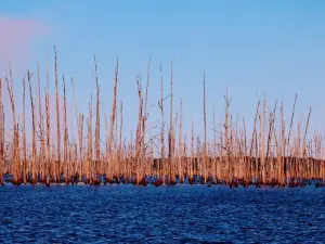 Cane Creek State Park