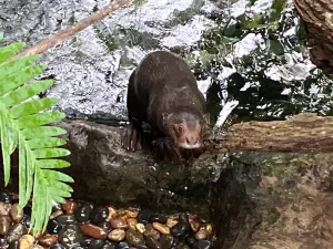 The Dallas World Aquarium