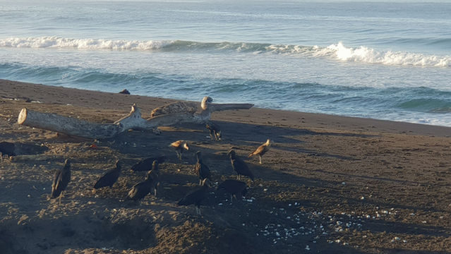 Ostional Nacional Wildlife Refuge