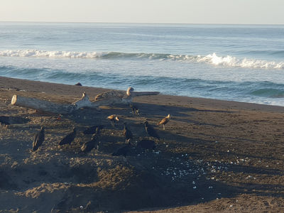 Ostional Nacional Wildlife Refuge