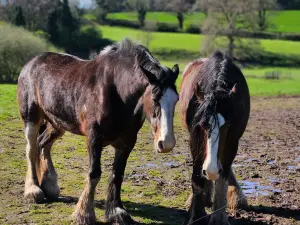 Cotebrook Shire Horse Centre