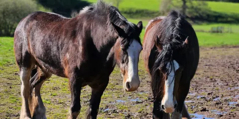 Cotebrook Shire Horse Centre