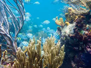 Dive Carriacou