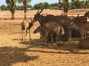 Safari Zoo Mallorca
