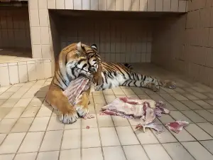 Predator and exotic asylum e.V.