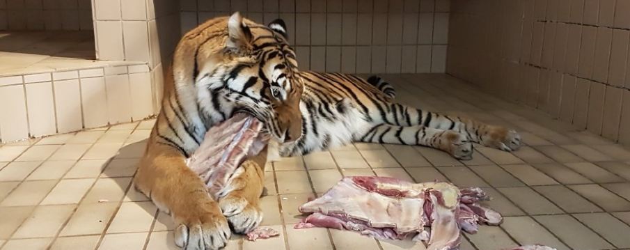 Predator and exotic asylum e.V.