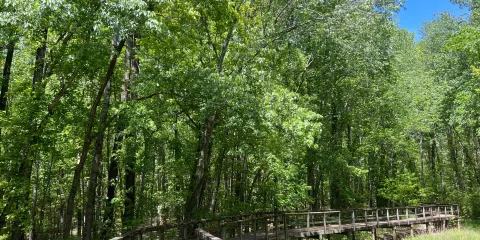Greenville Cypress Preserve