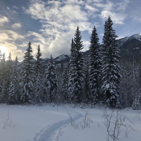 Golden Nordic Ski Club - Dawn Mountain Trails