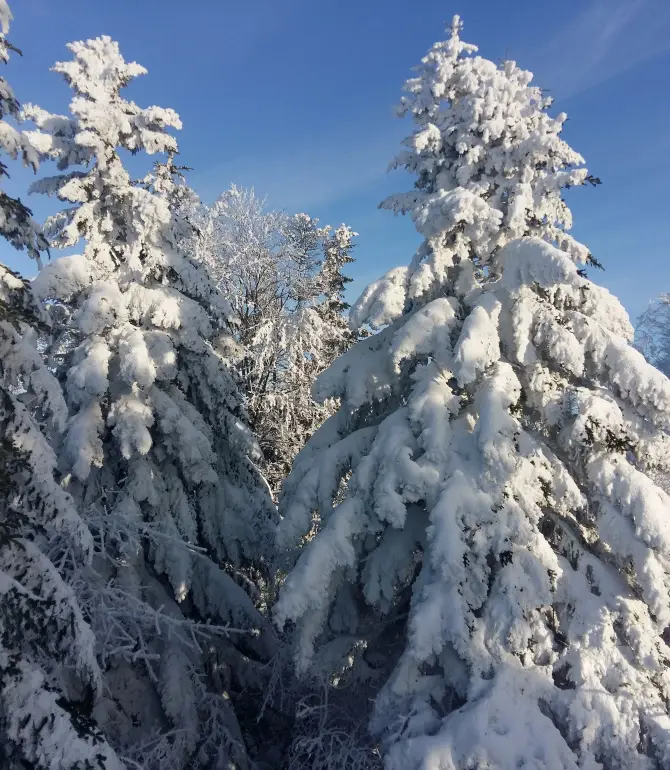 Velykobereznyans'kyi district