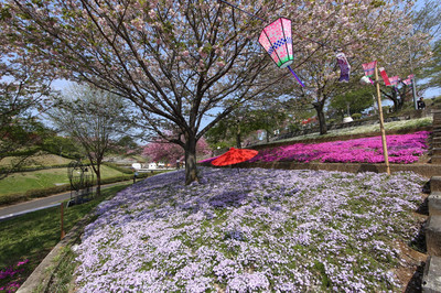 Shizumine Furusato Park Cherry Blossoms | A Pastoral Sakura