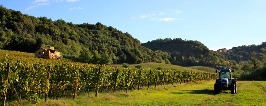 Cantina Giuliano