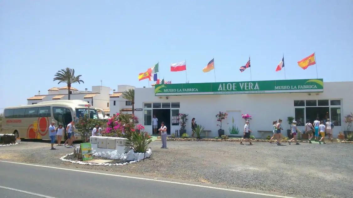 Hotels near Aloe Vera museum