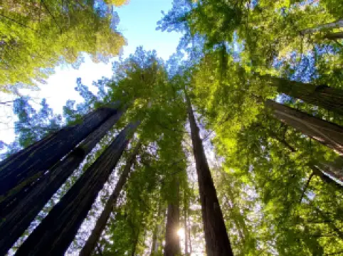 트릴리움 폭포 트레일