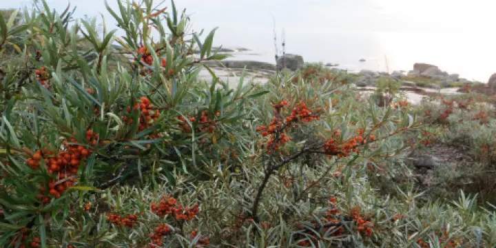 Bothnian Sea National Park