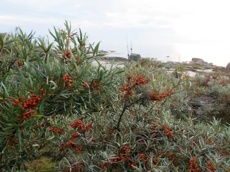 Hotels near Bothnian Sea National Park