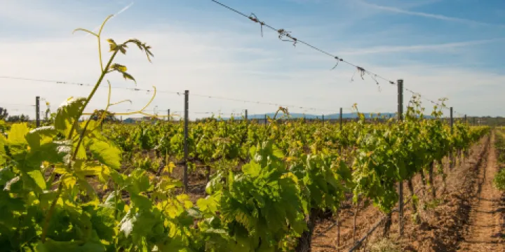 Cabrita Wines - Quinta da Vinha