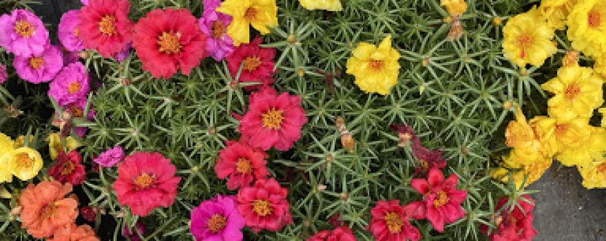 Blumen Nursery