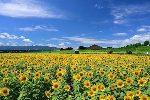 Ōgaki sunflower field