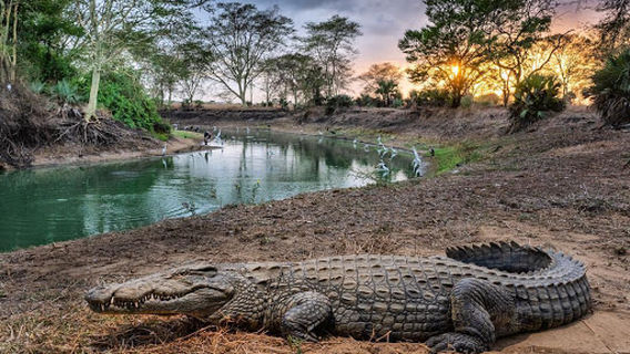 Gorongosa National Park