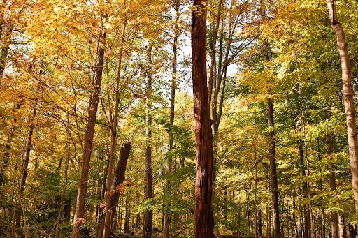 Fowler Woods State Nature Preserve