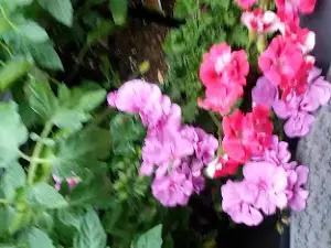 Rhodes Garden Center