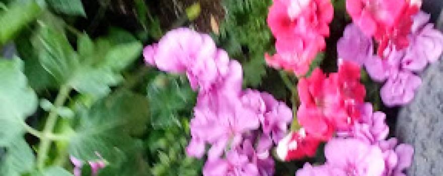 Rhodes Garden Center